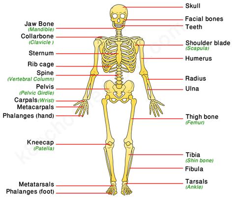 The Human Skeleton Doc