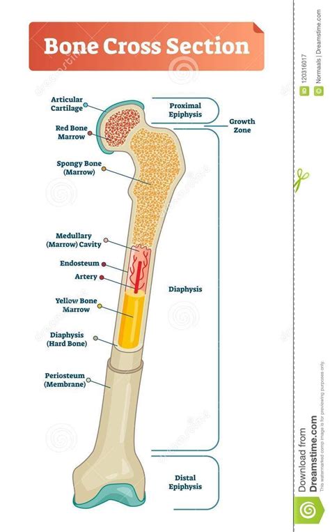 The Human bone Mmrrow, anatomy, Physiology & Doc