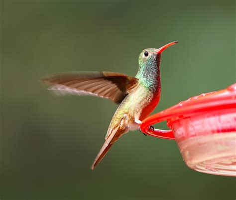 The Humming Bird PDF