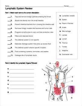 The Immune System Anatomy Review Worksheet Answers Doc