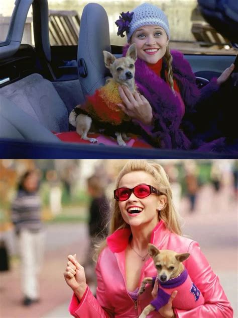 The Impact of Legally Blonde