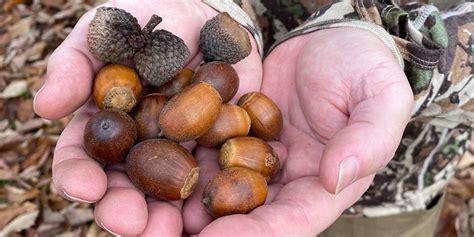 The Importance of Acorn Hunting