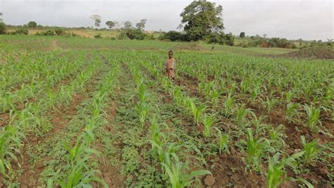 The Importance of Agriculture in Togo