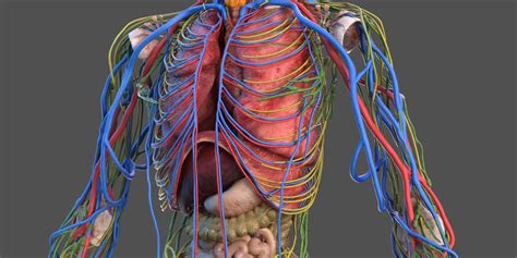 The Importance of Cadaveric Dissection in Medical Education