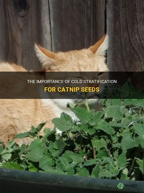 The Importance of Catnip