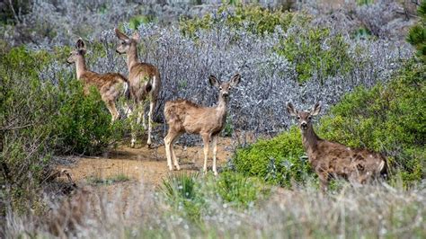 The Importance of Deer in the Ecosystem