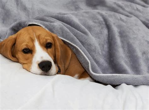 The Importance of Doggie Blankets