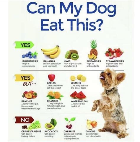 The Importance of Feeding Your Dog a Healthy Diet