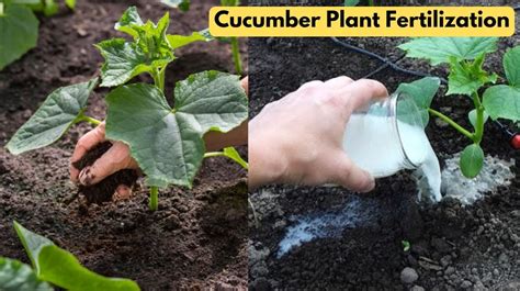 The Importance of Fertilization for Cucumbers