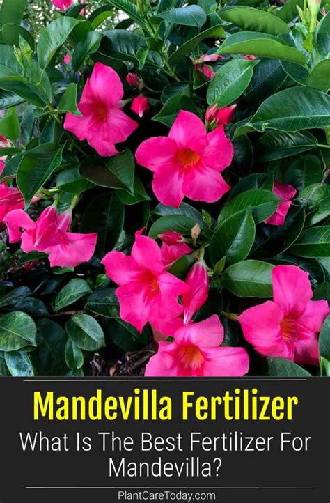 The Importance of Fertilizer for Mandevillas