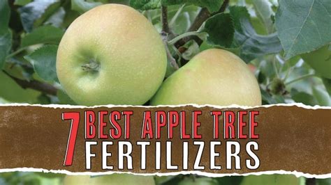 The Importance of Fertilizers for Apple Tree Health and Productivity