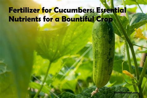 The Importance of Fertilizers for Cucumbers