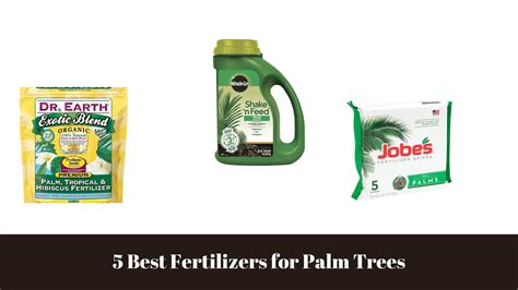 The Importance of Fertilizers for Palm Trees