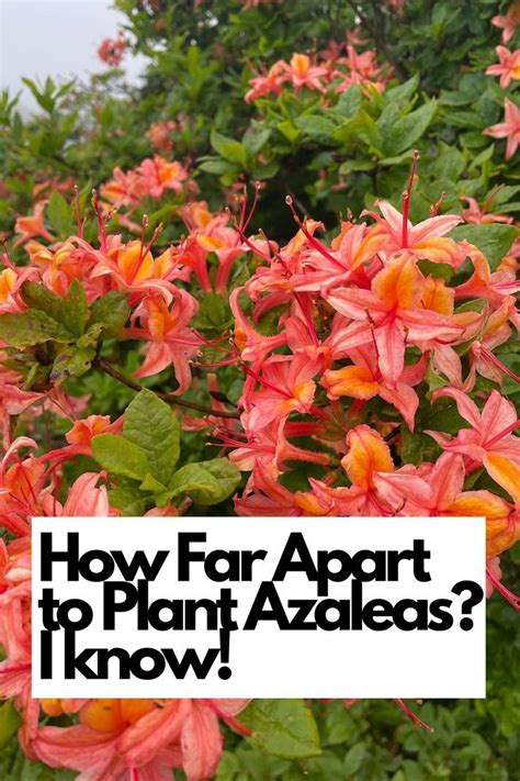 The Importance of Fertilizing Azaleas