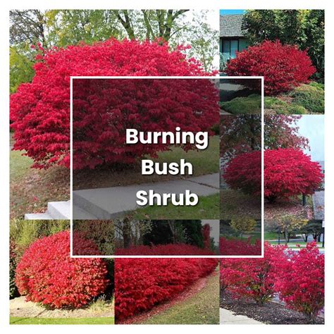 The Importance of Fertilizing Burning Bushes