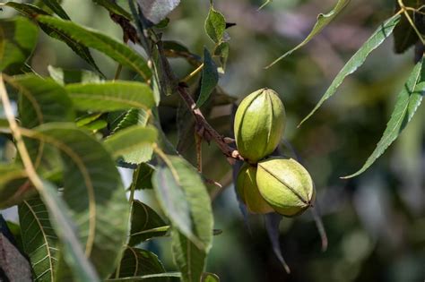 The Importance of Fertilizing Pecan Trees