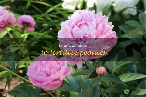 The Importance of Fertilizing Peonies