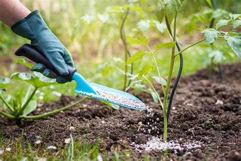 The Importance of Fertilizing Tomatoes