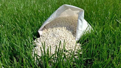 The Importance of Fertilizing Your Grass