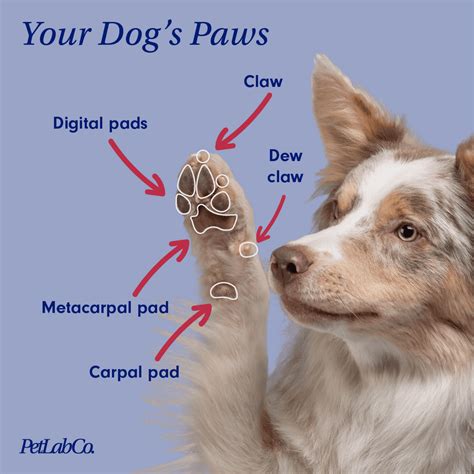 The Importance of Healthy Paw Pads