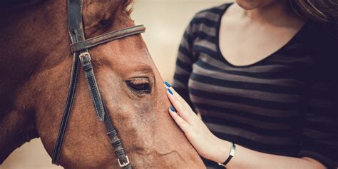 The Importance of Horse Insurance