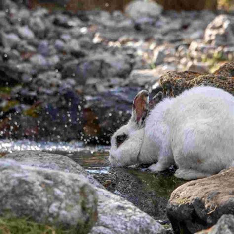 The Importance of Hydration for Rabbits