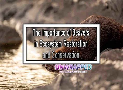 The Importance of Legendary Beavers