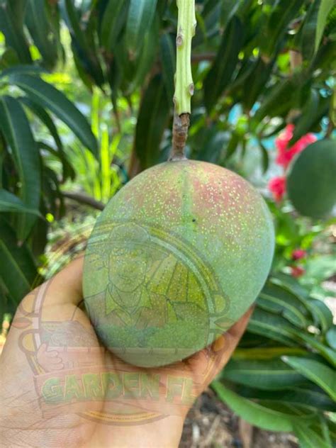 The Importance of Mango Fertilizer