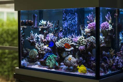 The Importance of Marine Tank Salt