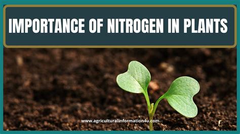 The Importance of Nitrogen for Plants