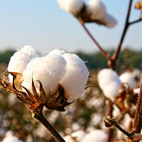 The Importance of Organic Cotton