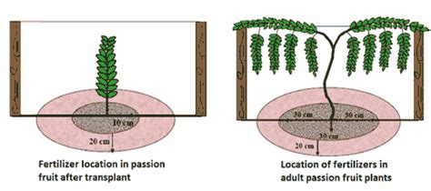 The Importance of Passion Fruit Fertilizer