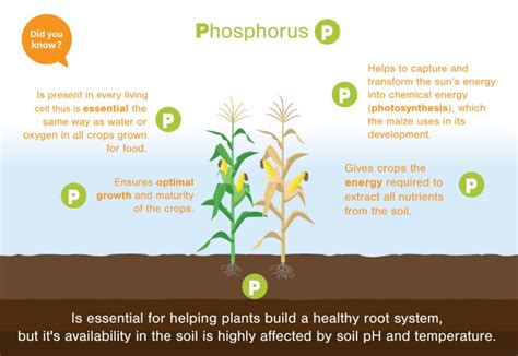 The Importance of Phosphorus for Plant Growth