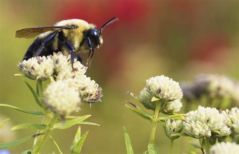 The Importance of Pollinators