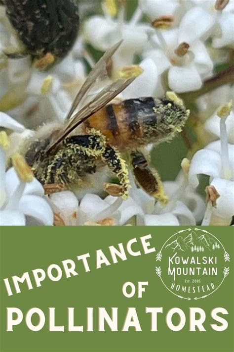 The Importance of Pollinators: A Matter of Survival