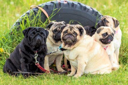 The Importance of Pug Rescue