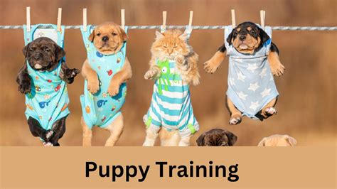 The Importance of Puppy Training