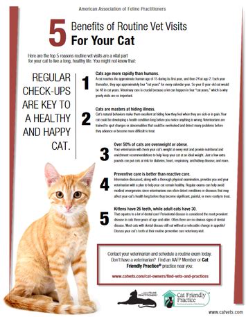 The Importance of Regular Cat Exams