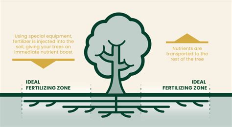 The Importance of Root Fertilizer for Trees