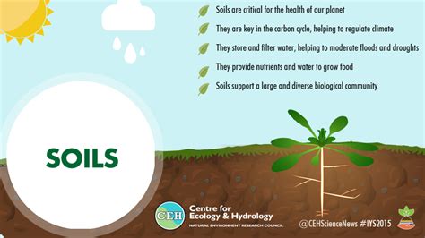 The Importance of Soil