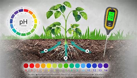 The Importance of Soil pH