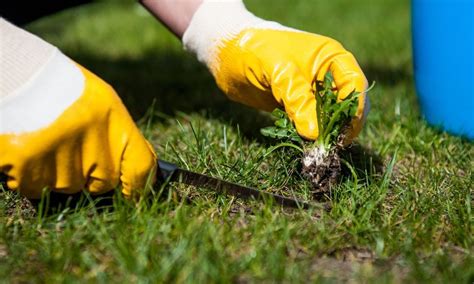 The Importance of Weed Control