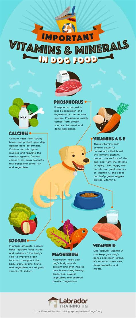 The Importance of a Healthy Diet for Dogs