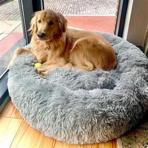 The Importance of a Well-Chosen Pet Bed