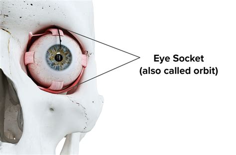 The Importance of the Eye Socket