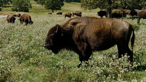 The Incomparable Power of Black Buffalo Straight: A Bison Meat Revolution