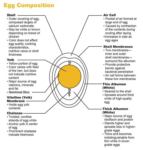 The Incredible Egg: A Comprehensive Guide to Its Nutritional Value, Culinary Versatility, and Health Benefits