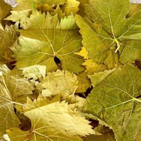 The Incredible Versatility of Grape Leaves: Unveiling Their Meaning and Applications