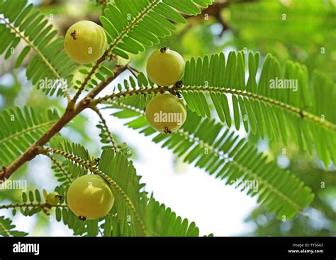 The Indian Berry Tree: A Comprehensive Guide to Phyllanthus emblica