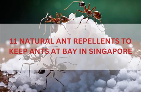 The Insistent Threat of Fire Ants in Singapore: A Comprehensive Guide